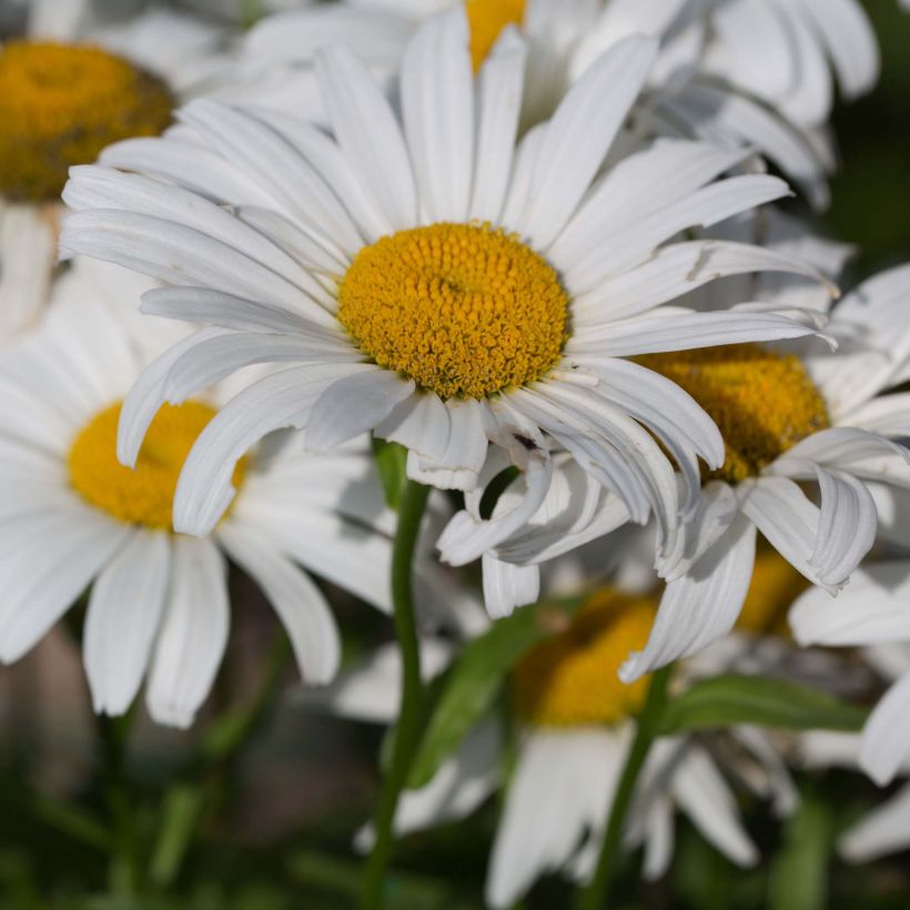 Leucanthemum Snow Lady - Grande Marguerite naine (Flowering)