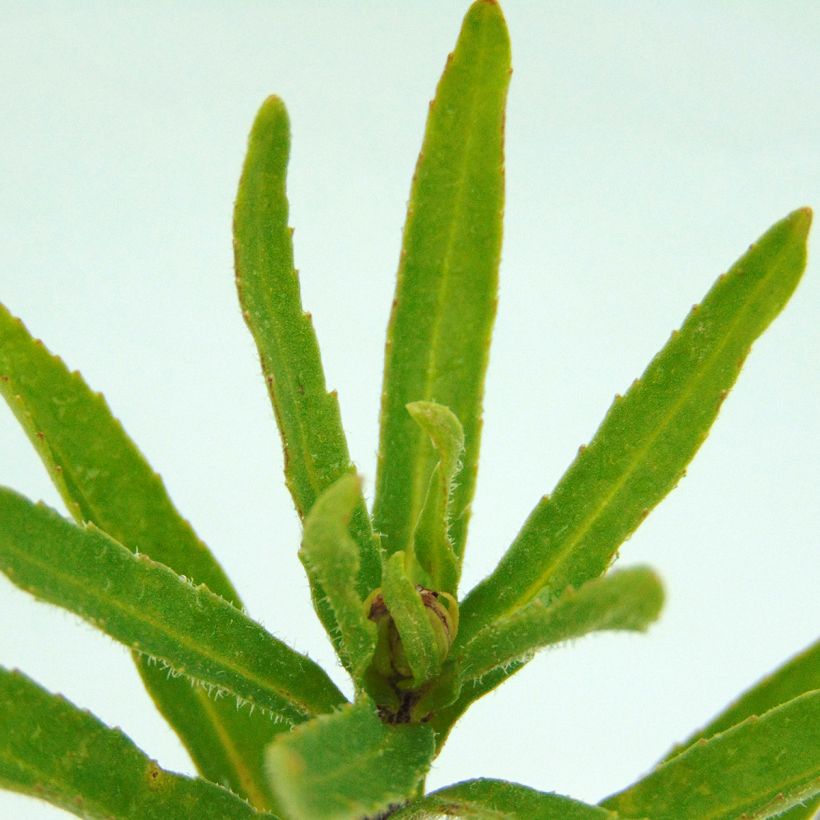 Leucanthemum Victorian Secret - Marguerite à fleurs doubles (Foliage)