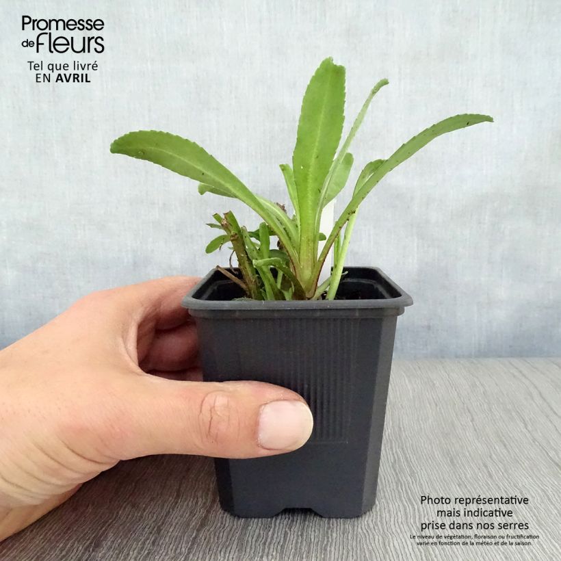 Example of Leucanthemum Victorian Secret - Marguerite à fleurs doubles Godet de 8/9 cm as you get in printemps