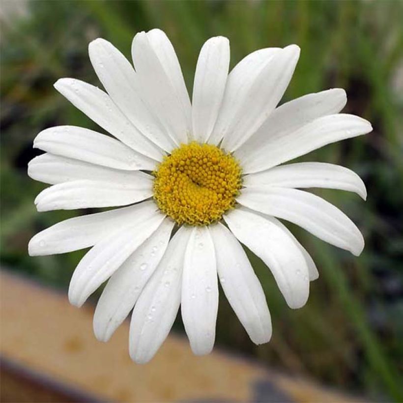 Leucanthemum maximum Etoile d'Anvers - Grande marguerite (Flowering)