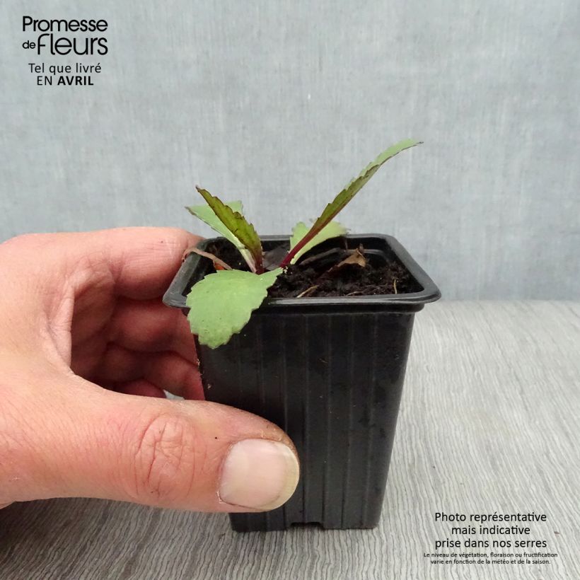 Example of Leucanthemum maximum Etoile d'Anvers - Grande marguerite Godet de 7/8 cm as you get in printemps