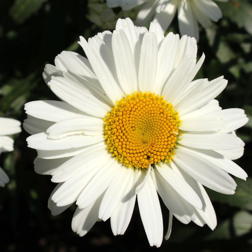 Leucanthemum superbum Alaska - Grande marguerite (Flowering)