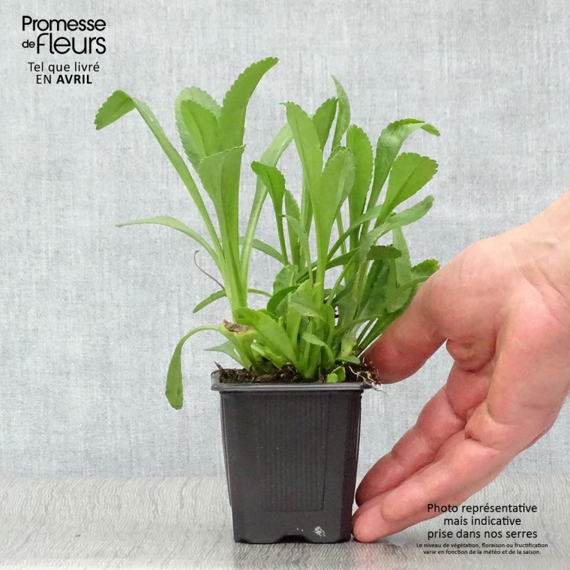 Example of Leucanthemum superbum Becky - Grande marguerite Godet de 8/9 cm as you get in printemps