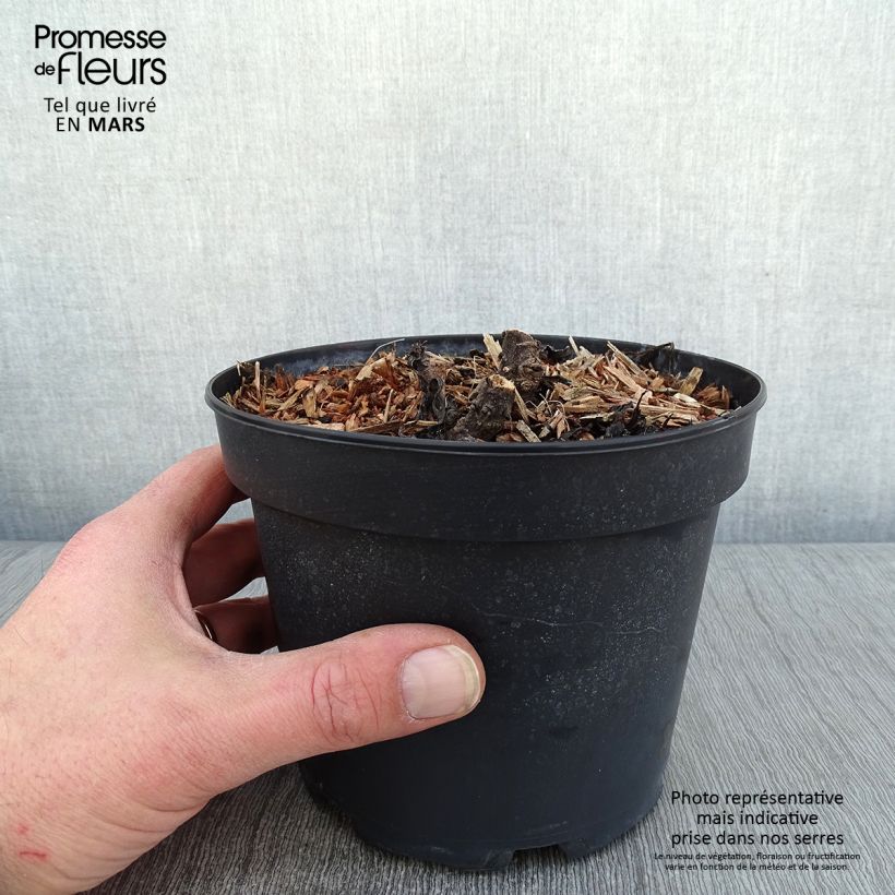 Example of Leucanthemum superbum Becky - Grande marguerite Pot de 2L/3L as you get in hiver