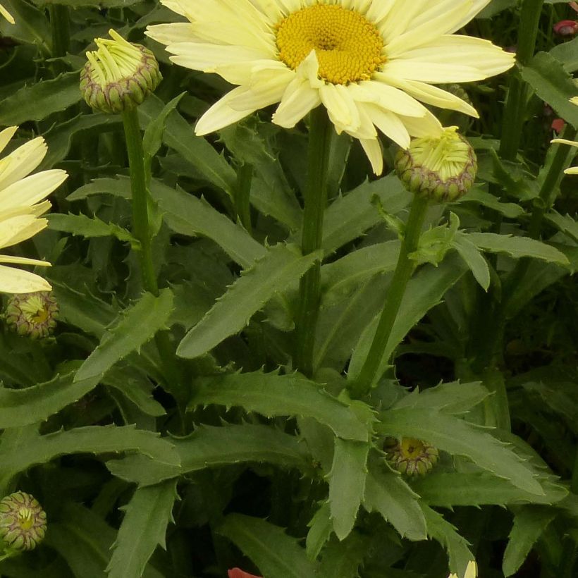Leucanthemum superbum Broadway lights - Grande marguerite (Foliage)