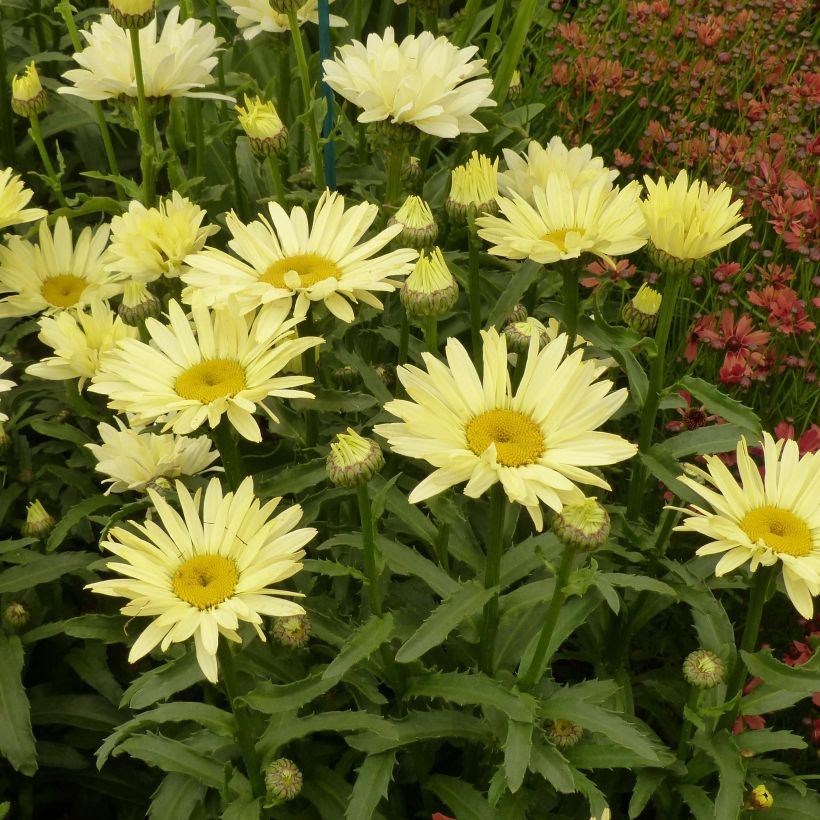 Leucanthemum superbum Broadway lights - Grande marguerite (Flowering)