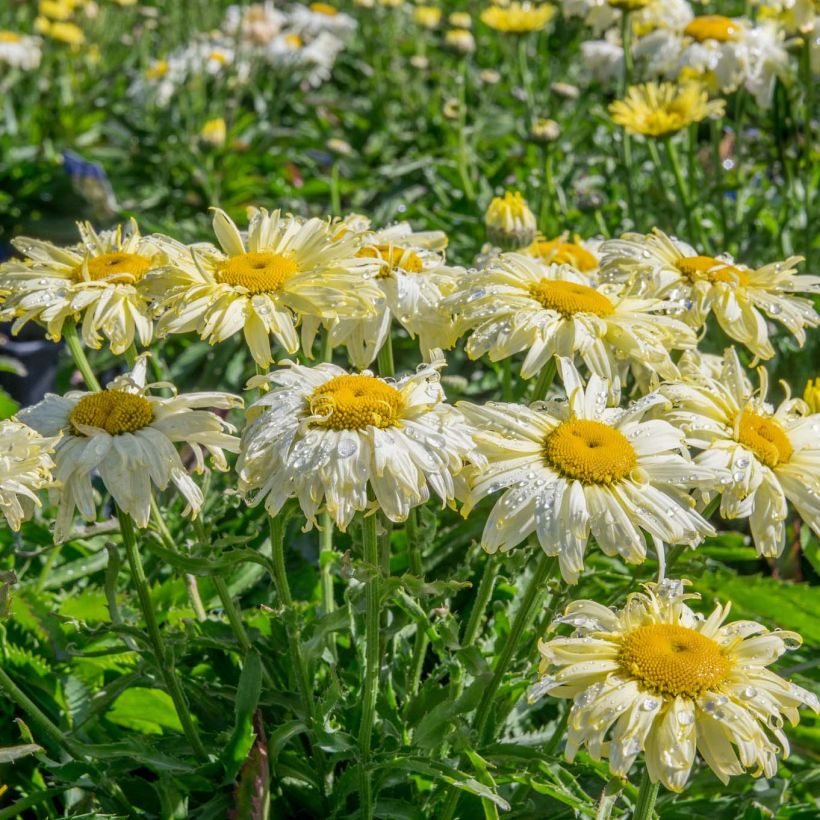Leucanthemum superbum Goldfinch - Grande marguerite (Plant habit)
