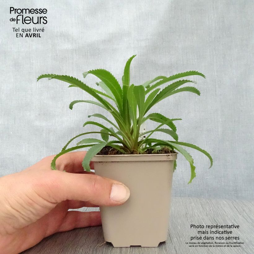 Example of Leucanthemum superbum Goldfinch - Grande marguerite Godet de 8/9 cm as you get in printemps