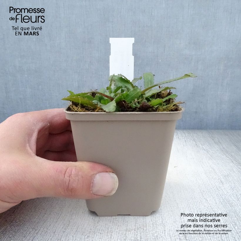 Spécimen de Leucanthemum superbum Luna - Grande marguerite Godet de 8/9 cm tel que livré au printemps