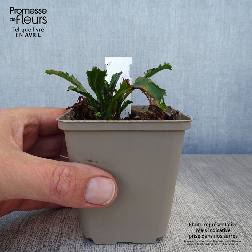 Example of Leucanthemum superbum Real Galaxy - Grande marguerite Godet de 8/9 cm as you get in printemps