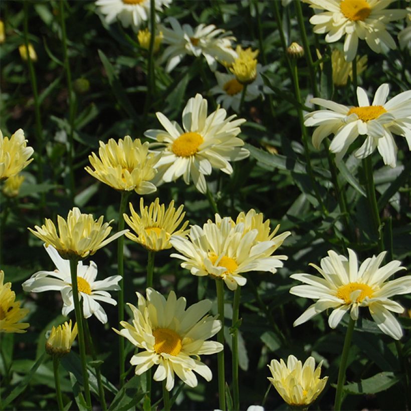 Leucanthemum superbum Sonnenschein - Grande Marguerite (Floraison)
