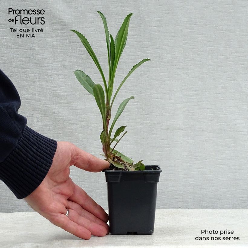 Example of Leucanthemum superbum Wirral Supreme - Grande Marguerite Godet de 7/8 cm as you get in printemps