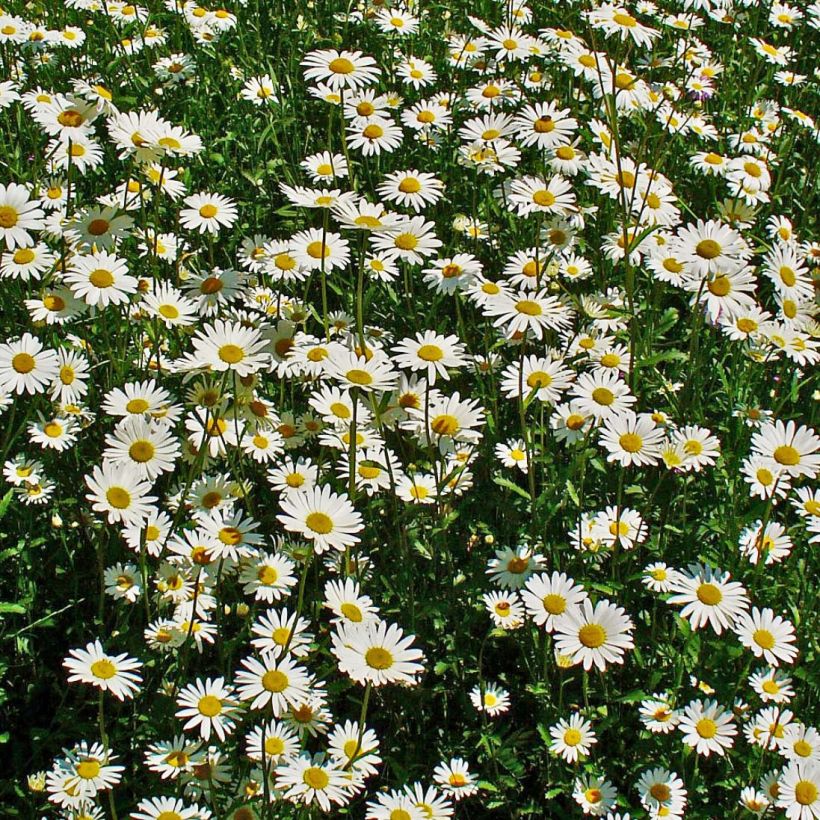 Leucanthemum vulgare - Marguerite commune. (Flowering)