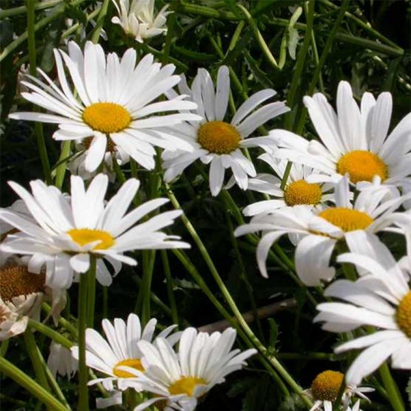 Leucanthemum vulgare Maikonigin - Marguerite Reine de Mai (Flowering)