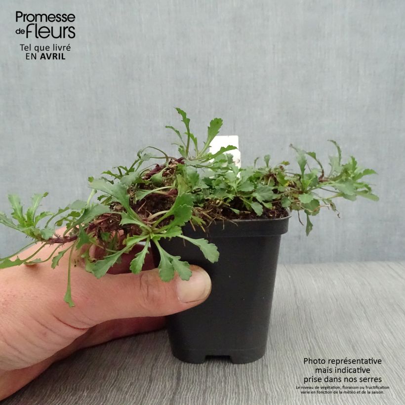 Example of Leucanthemum vulgare Maikonigin - Marguerite Reine de Mai Godet de 8/9 cm as you get in printemps