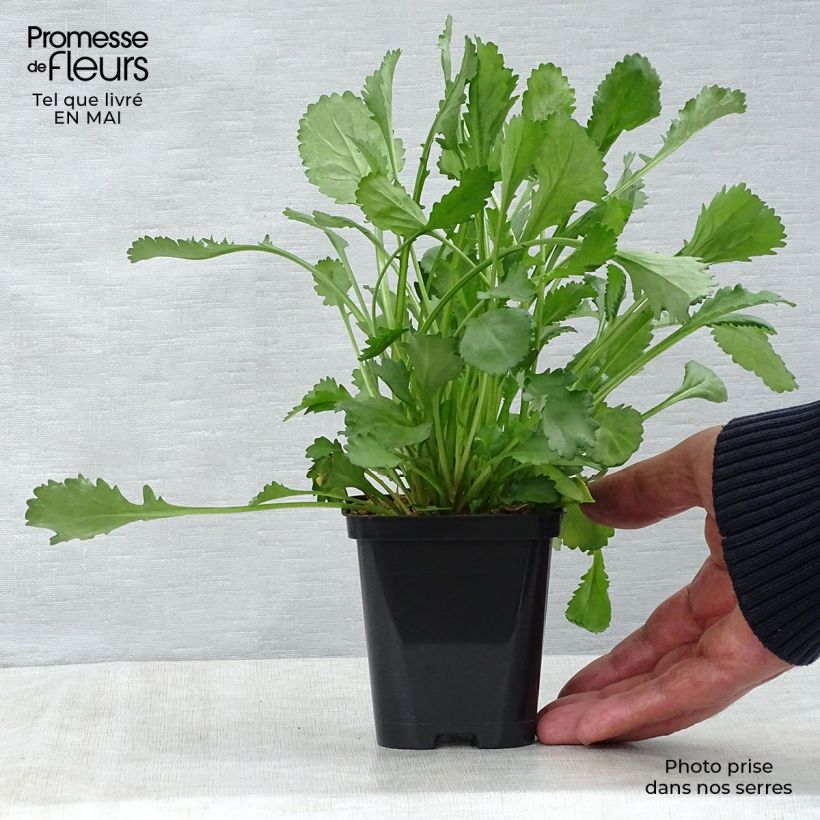 Example of Leucanthemum vulgare - Marguerite commune. Godet de 8/9 cm as you get in printemps