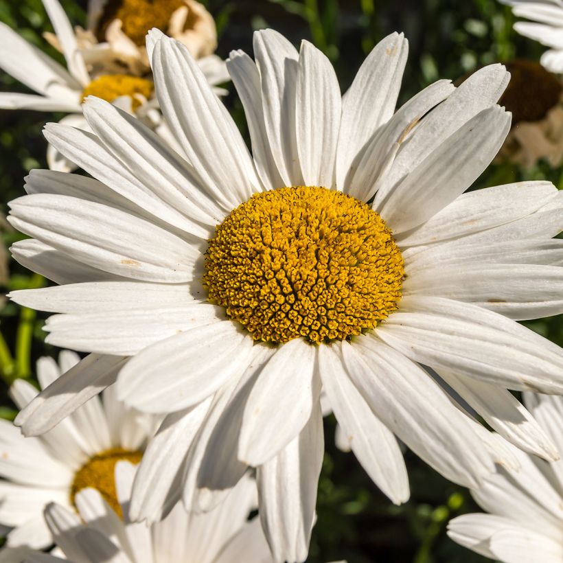 Leucanthemum x superbum Brightside - Grande marguerite (Flowering)
