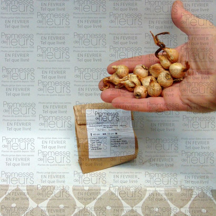 Example of Leucocoryne  White Dream® - Gloire du Soleil Bulbe calibre 5+ as you get