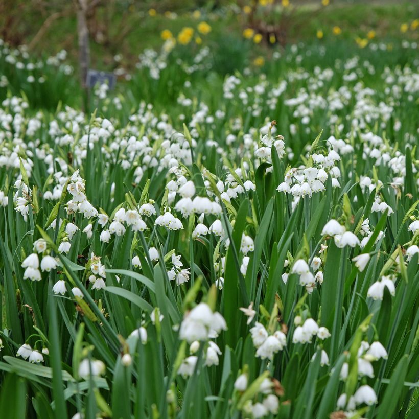 Nivéole d'été - Leucojum aestivum Bridesmaid  (Port)