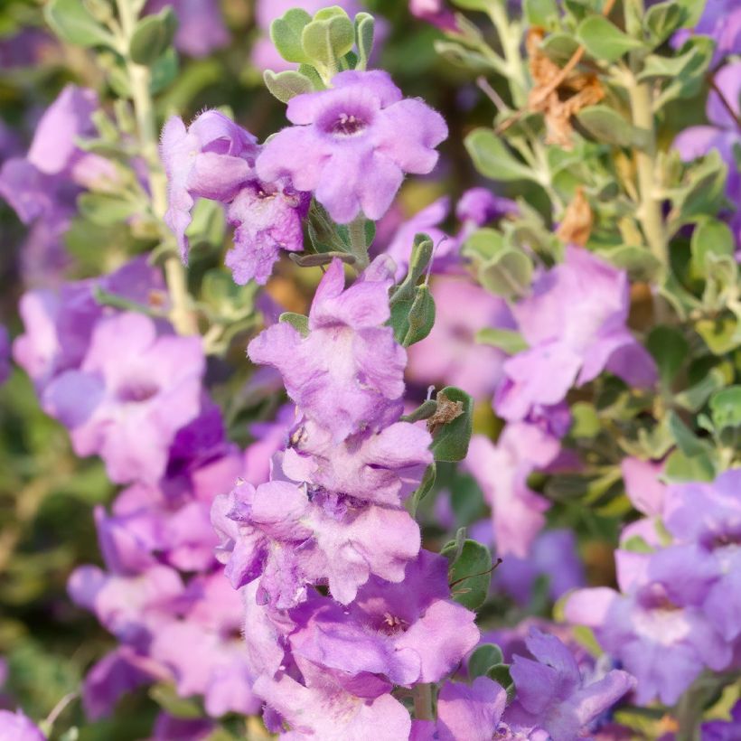 Leucophyllum langmaniae - Sauge du Rio Bravo (Floraison)