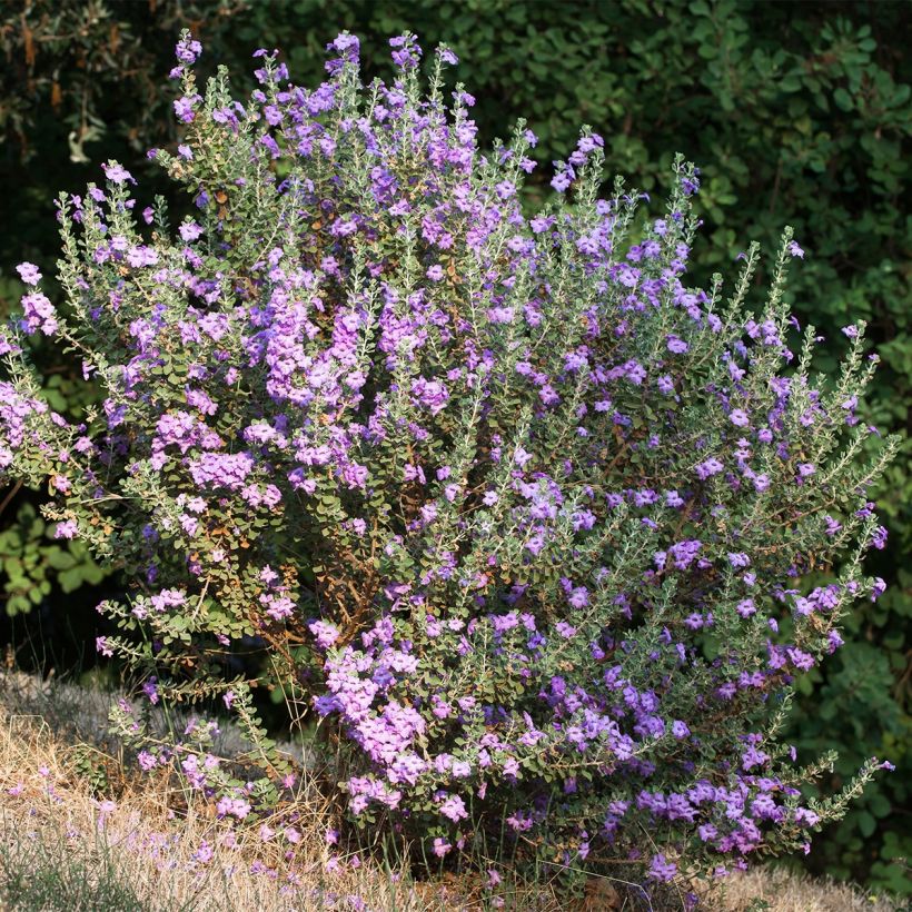 Leucophyllum langmaniae - Sauge du Rio Bravo (Port)