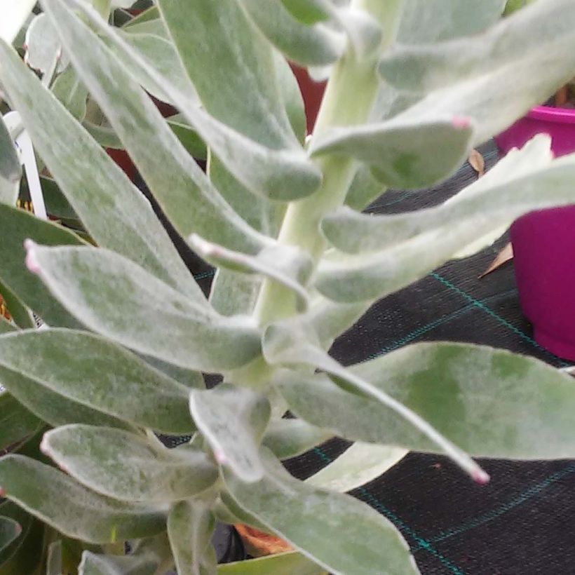 Leucospermum Copper Carnival - Pelote d'épingles (Foliage)