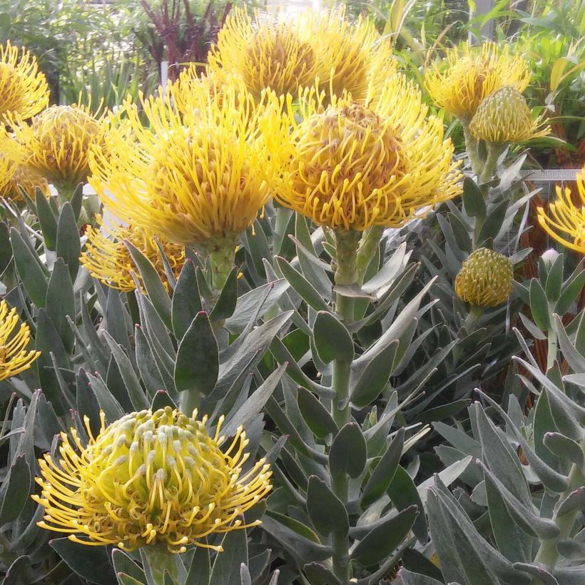 Leucospermum Copper Carnival - Pelote d'épingles (Flowering)
