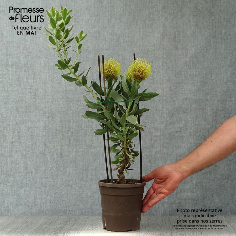 Example of Leucospermum Copper Carnival - Pelote d'épingles Pot de 2L/3L as you get in printemps