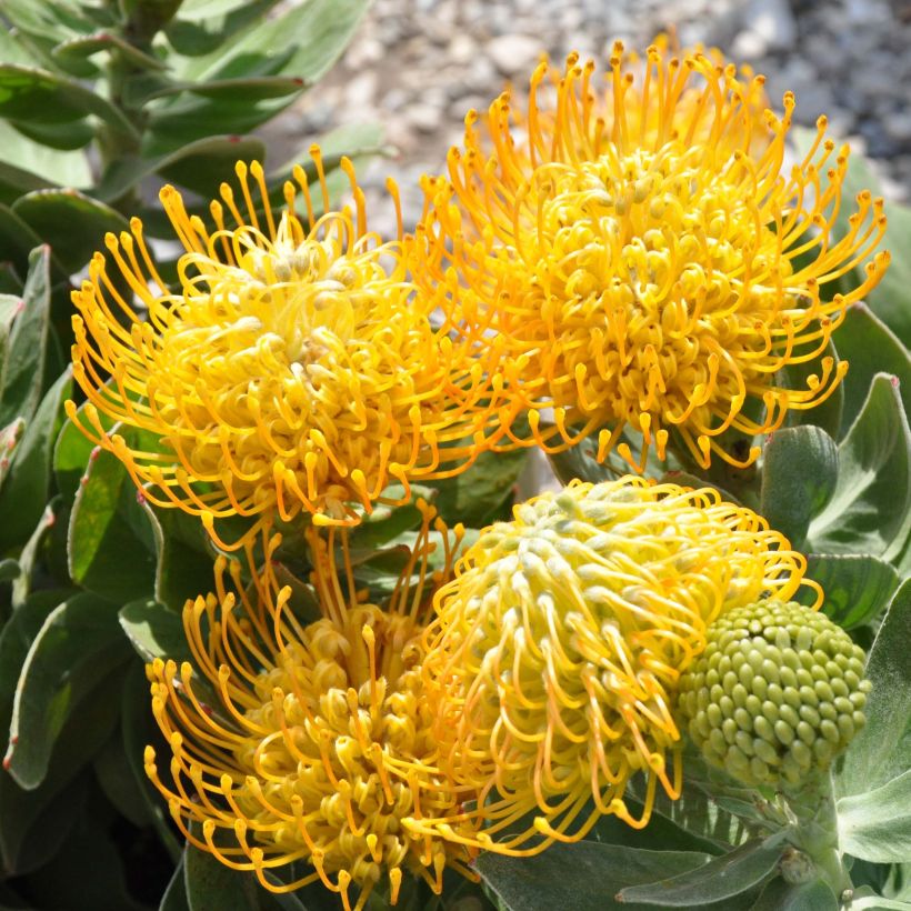 Leucospermum Yellow Carnival - Pelote d'épingles Jaune (Flowering)