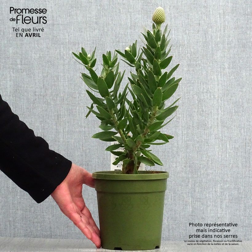 Example of Leucospermum Yellow Carnival - Pelote d'épingles Jaune Pot de 2L/3L as you get in printemps