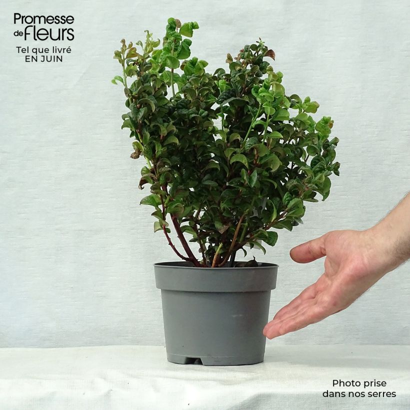 Spécimen de Leucothoe axillaris Curly Red Pot de 2L/3L tel que livré en été