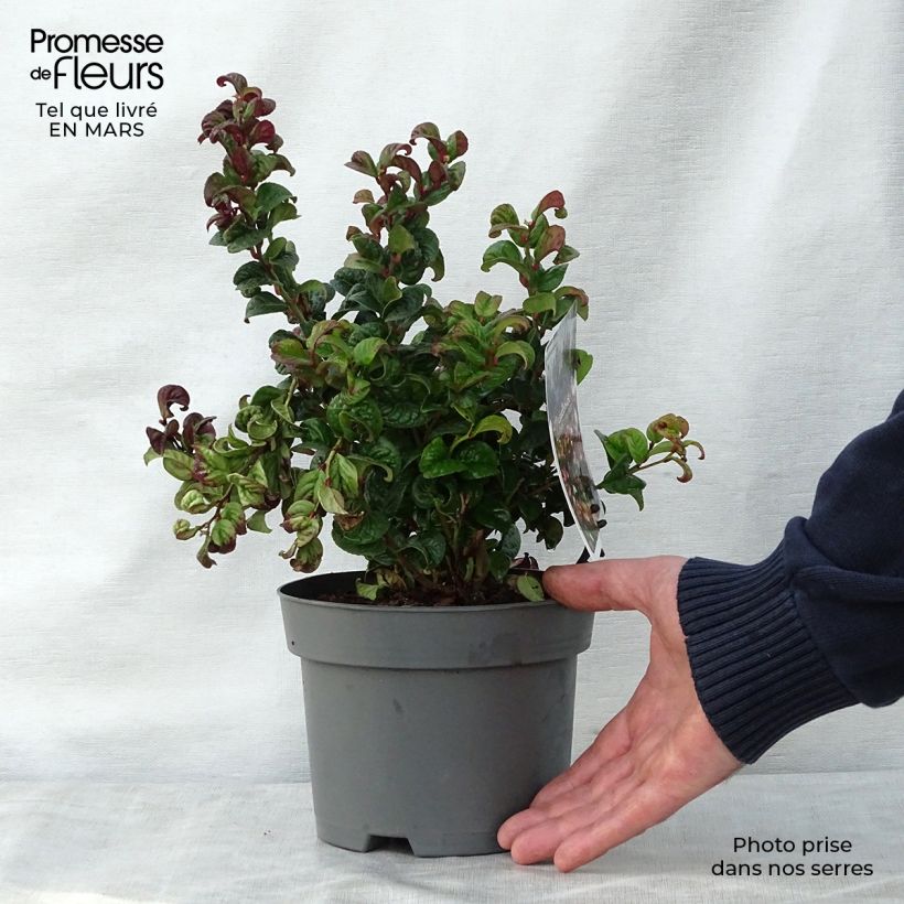 Example of Leucothoe axillaris Curly Red Pot de 2L/3L as you get in printemps