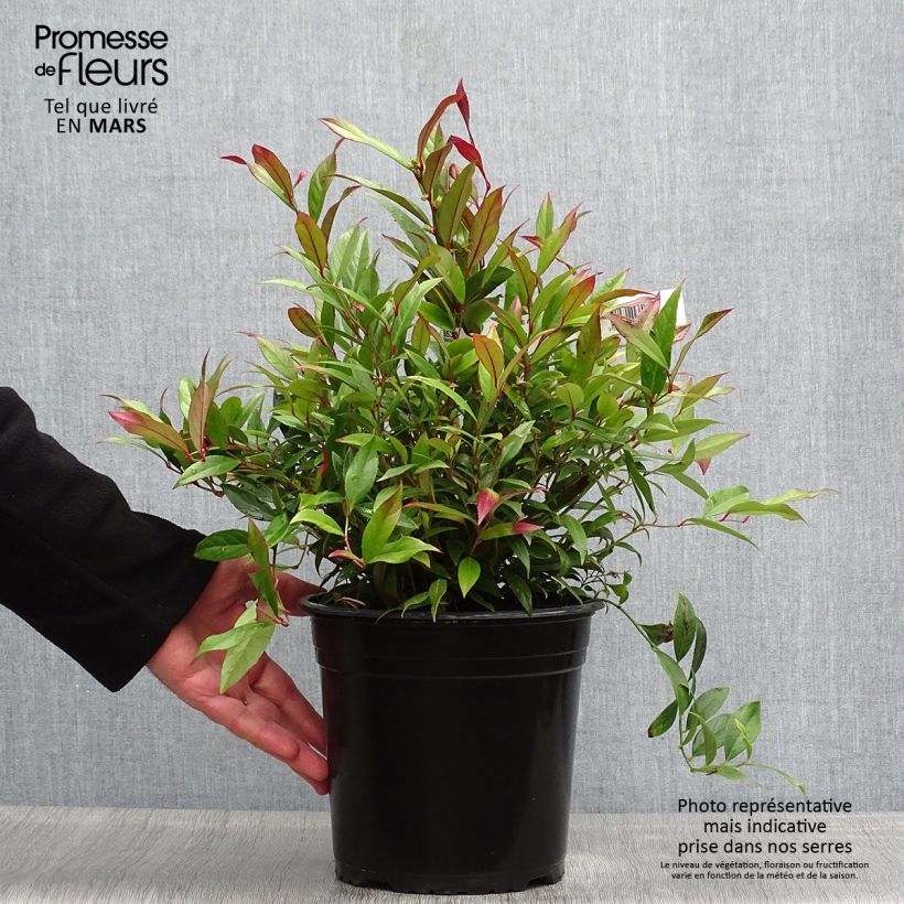 Example of Leucothoe axillaris Red Lips - Leucothoé  Pot de 4L/5L as you get in printemps