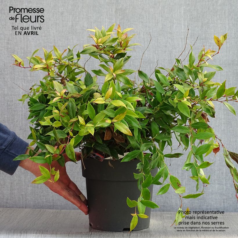 Example of Leucothoe fontanesiana Little Flames Pot de 4L/5L as you get in printemps