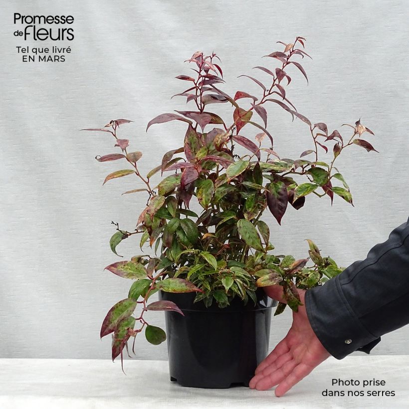 Example of Leucothoe fontanesiana Makijaz Pot de 3L/4L as you get in printemps