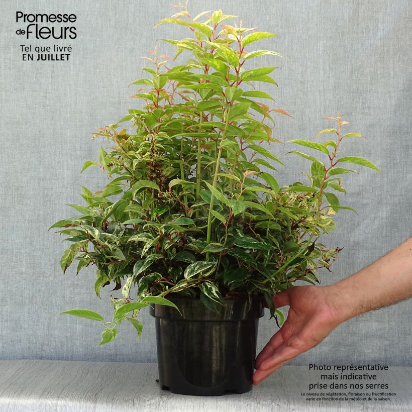 Spécimen de Leucothoe fontanesiana Makijaz Pot de 3L/4L tel que livré en été