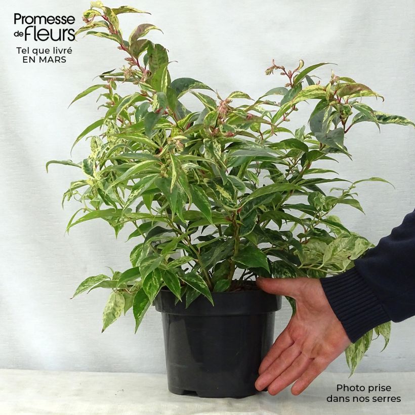 Example of Leucothoe fontanesiana Rainbow Pot de 2L/3L as you get in printemps