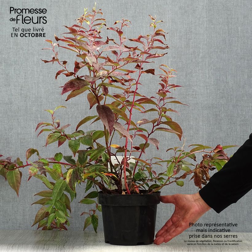Spécimen de Leucothoe fontanesiana Rainbow Pot de 2L/3L tel que livré en automne