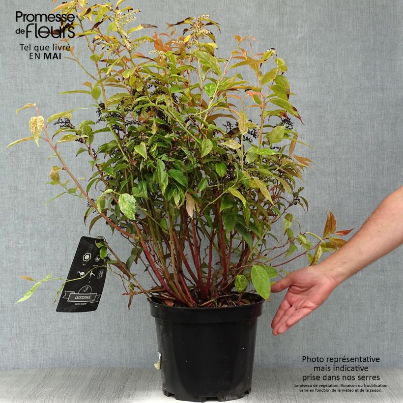 Example of Leucothoe fontanesiana Rainbow Pot de 7,5L/10L as you get in printemps