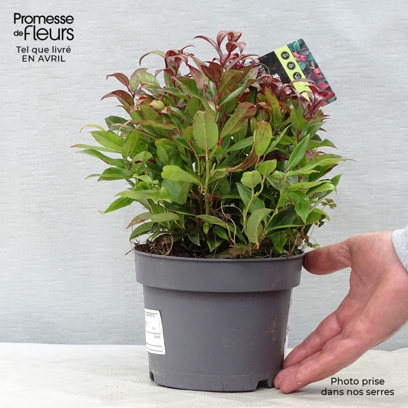 Example of Leucothoe fontanesiana Scarletta Pot de 2L/3L as you get in printemps