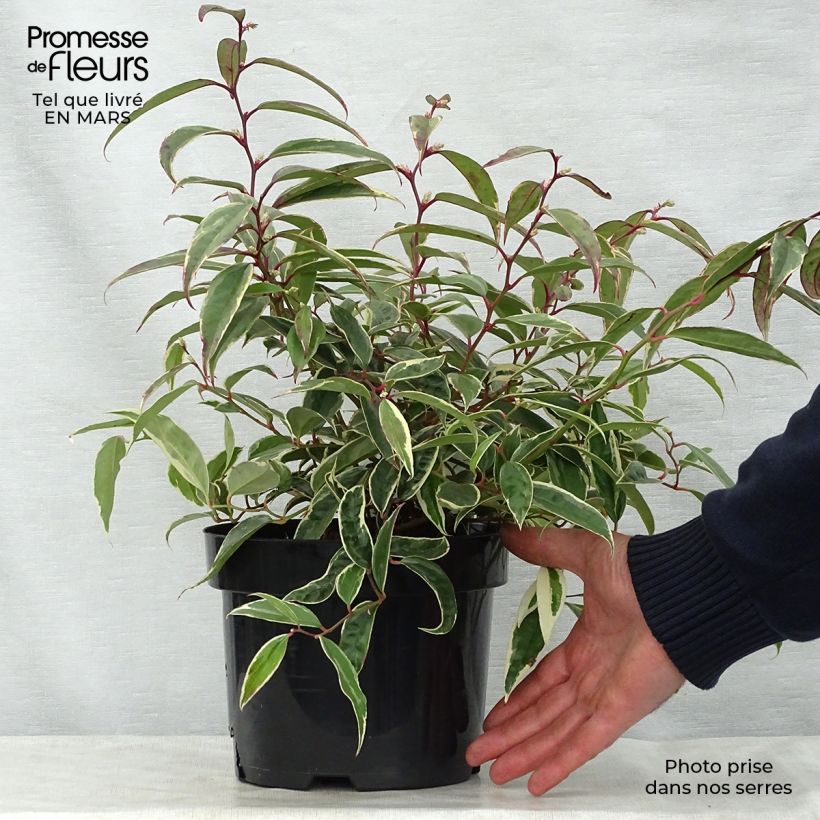 Example of Leucothoe fontanesiana Whitewater Pot de 2L/3L as you get in printemps