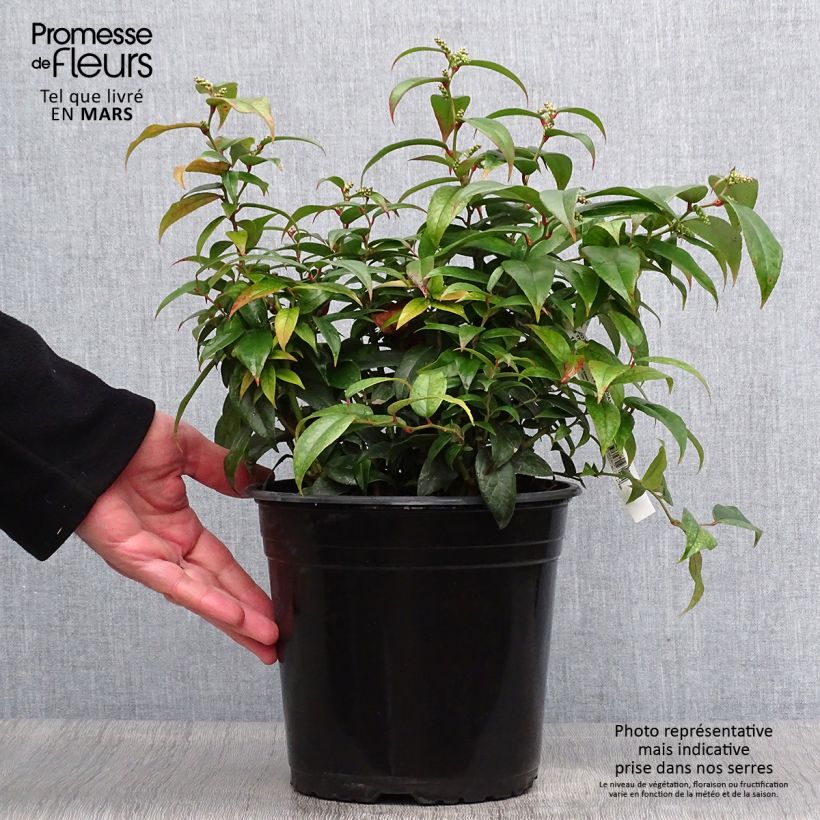 Example of Leucothoe fontesiana Dark Diamond  Pot de 4L/5L as you get in printemps