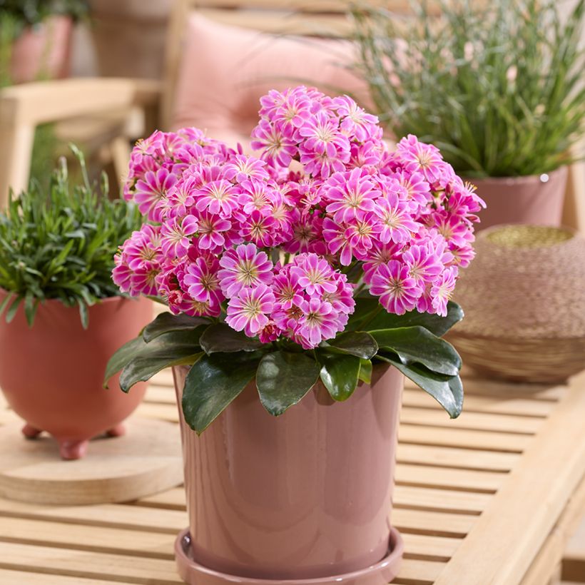 Lewisia Safira Tropic Pink (Plant habit)