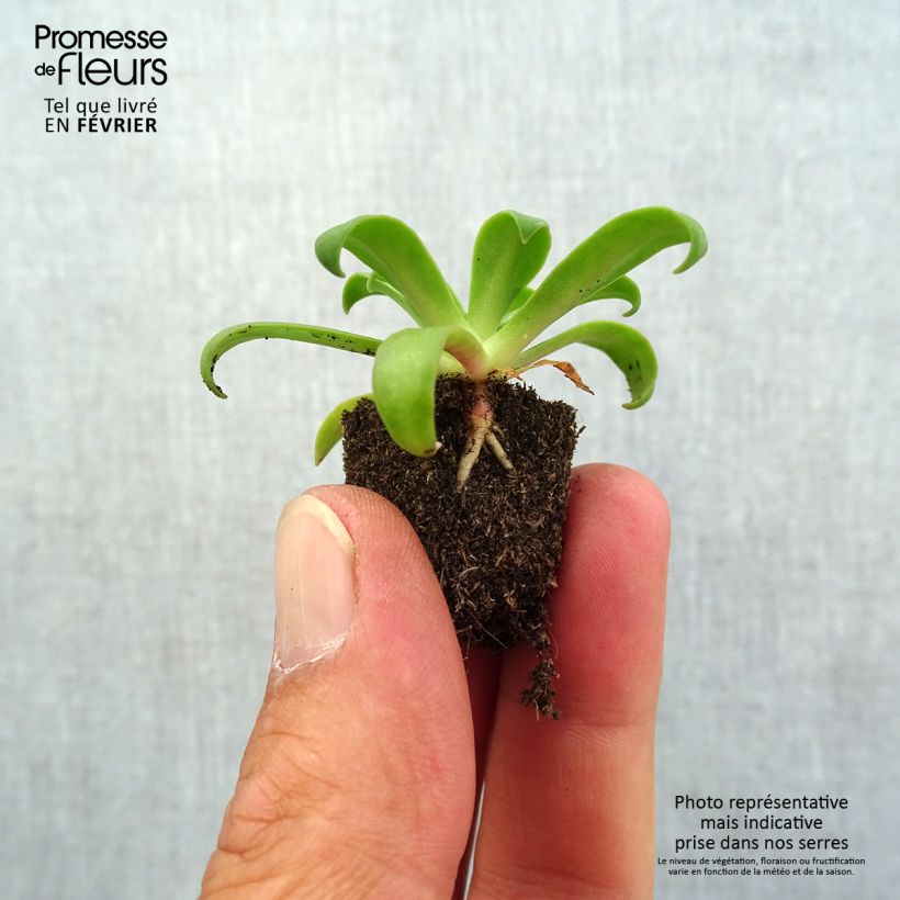 Example of Lewisia cotyledon Elise Ruby Red  Mini-motte Ø 1,5/2,5 cm as you get in automne