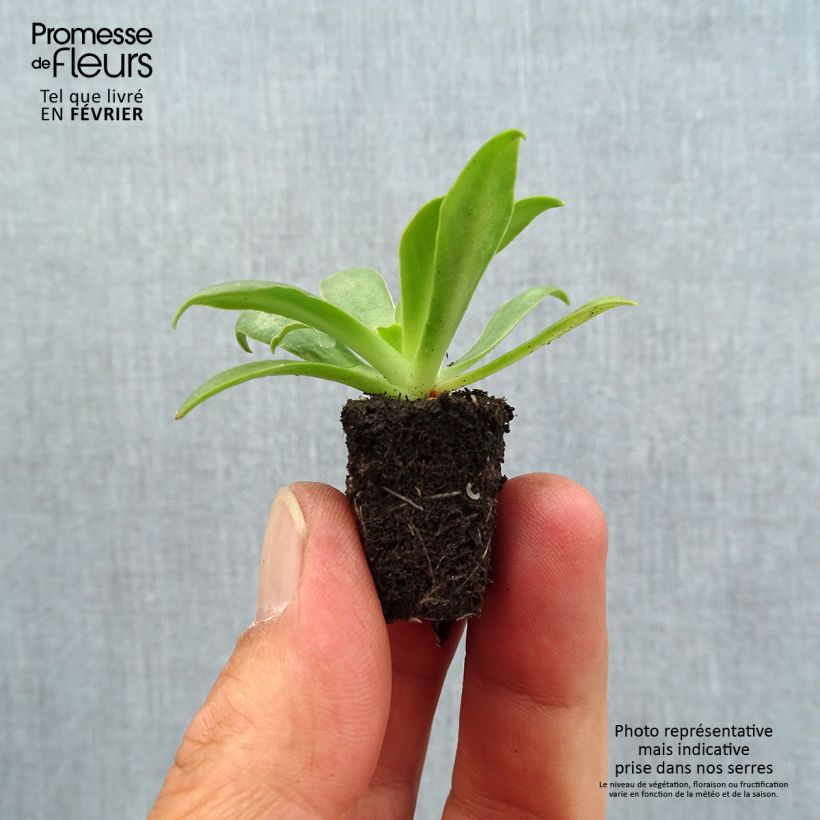 Example of Lewisia cotyledon Elise Ultra Violet Mini-motte Ø 1,5/2,5 cm as you get in automne