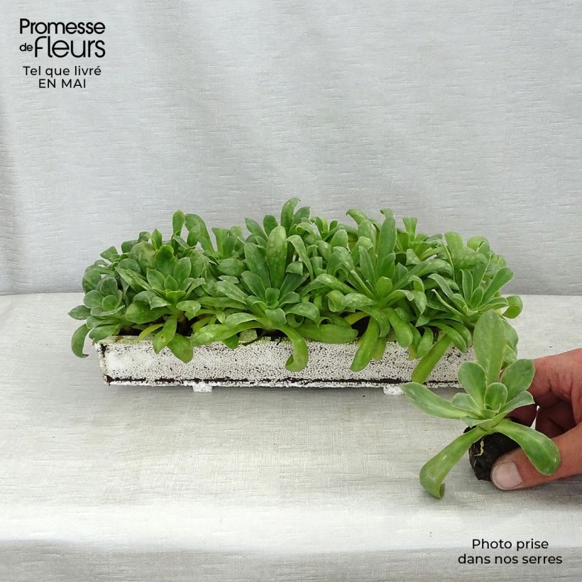 Example of Lewisia cotyledon Elise en mélange Mini-motte Ø 1,5/2,5 cm as you get in printemps