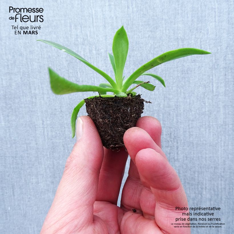 Example of Lewisia cotyledon Elise en mélange Jardimotte : motte 3,8 cm x 3,2 cm en plaque de culture par 16 as you get in printemps