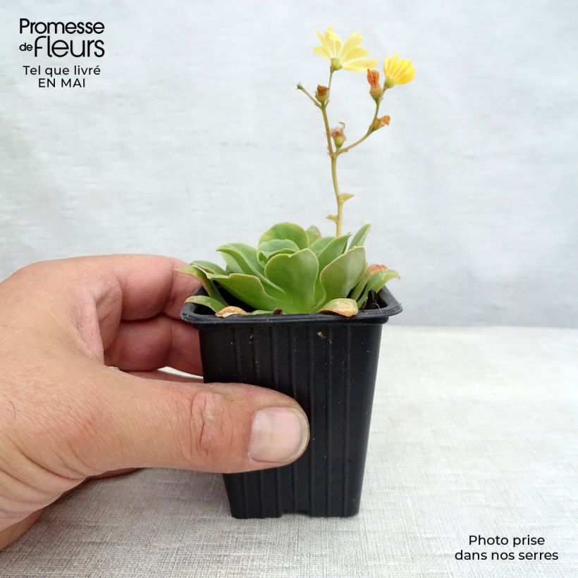 Example of Lewisia cotyledon en mélange Godet de 7/8 cm as you get in printemps