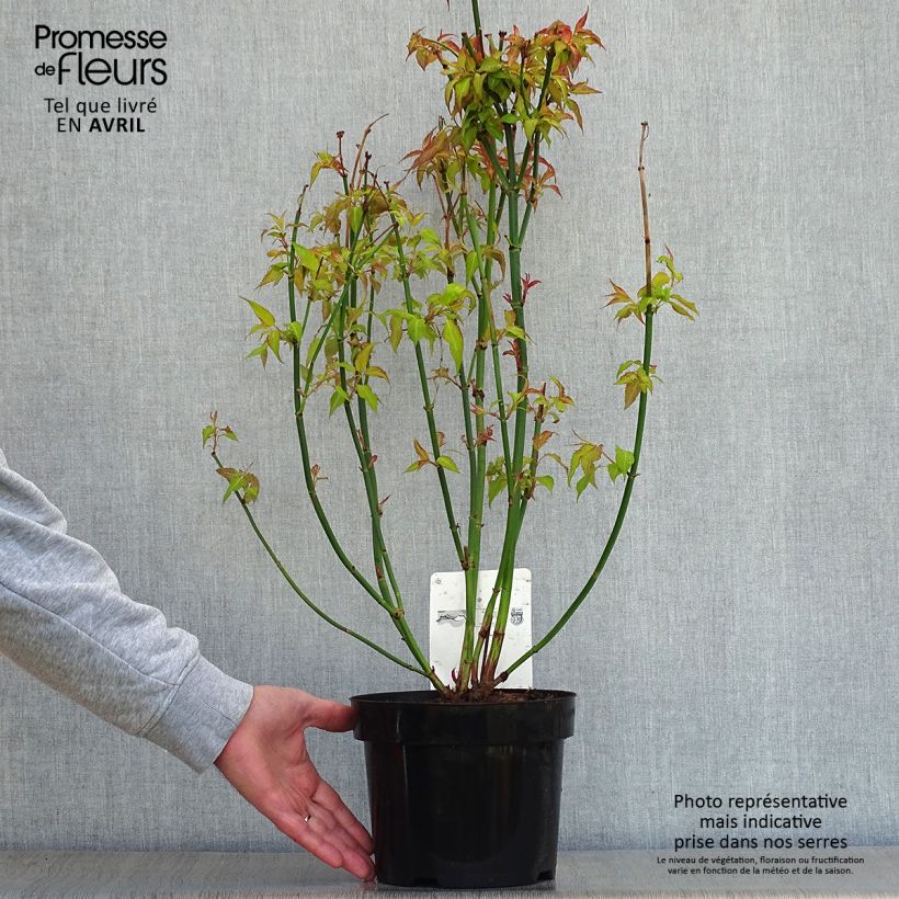 Example of Leycesteria formosa Golden Lanterns - Arbre aux faisans Pot de 2L/3L as you get in printemps