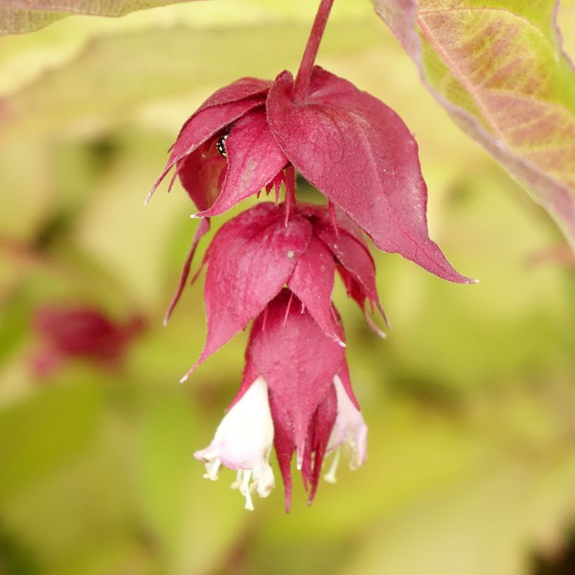Leycesteria formosa Golden Lanterns - Arbre aux faisans (Flowering)
